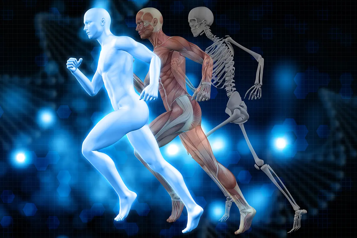 Corso Anatomia di Base